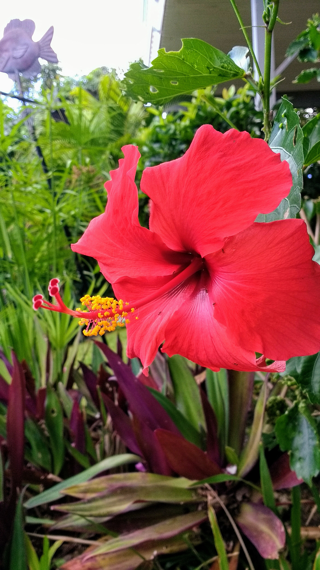 Hibiscus